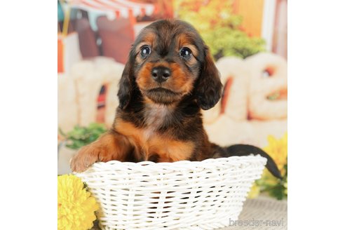 成約済の千葉県のミニチュアダックスフンド(ロングヘアード)-318124の2枚目