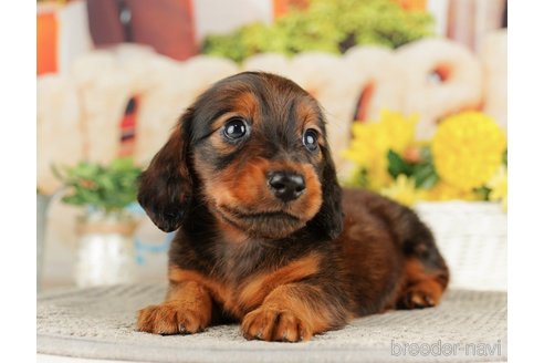 成約済の千葉県のミニチュアダックスフンド(ロングヘアード)-318124の1枚目