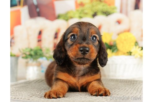 成約済の千葉県のミニチュアダックスフンド(ロングヘアード)-318124の4枚目