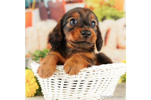 成約済の千葉県のミニチュアダックスフンド(ロングヘアード)-318124の3枚目