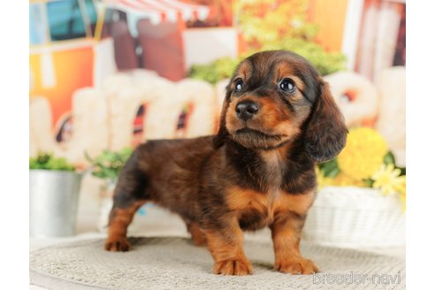 成約済の千葉県のミニチュアダックスフンド(ロングヘアード)-318124の5枚目