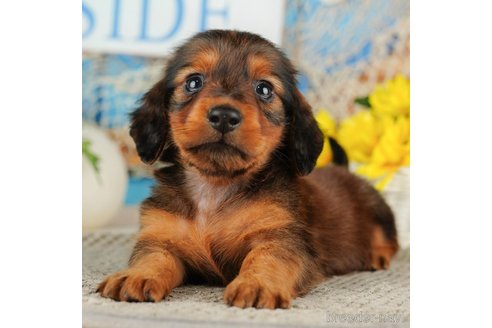 成約済の千葉県のミニチュアダックスフンド(ロングヘアード)-318126の1枚目