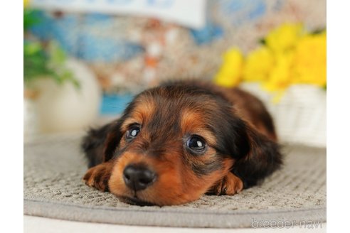 成約済の千葉県のミニチュアダックスフンド(ロングヘアード)-318126の3枚目