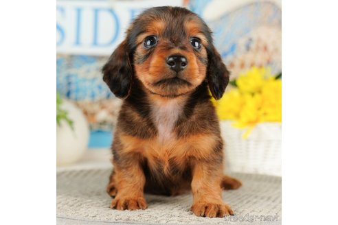 成約済の千葉県のミニチュアダックスフンド(ロングヘアード)-318126の4枚目