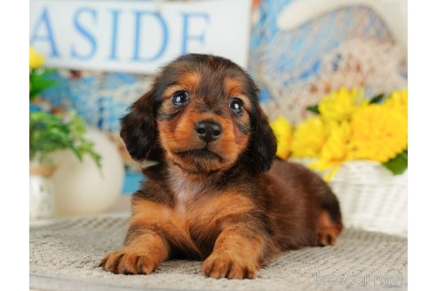 成約済の千葉県のミニチュアダックスフンド(ロングヘアード)-318126の5枚目