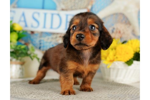 成約済の千葉県のミニチュアダックスフンド(ロングヘアード)-318126の2枚目