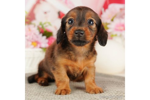 成約済の千葉県のミニチュアダックスフンド(ロングヘアード)-318129の4枚目