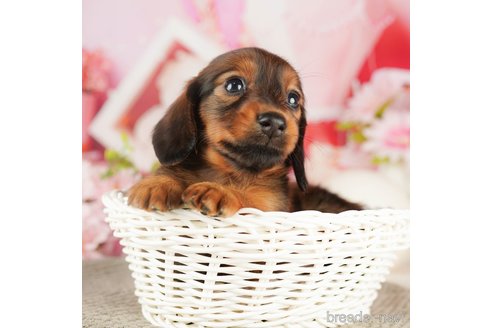 成約済の千葉県のミニチュアダックスフンド(ロングヘアード)-318129の1枚目