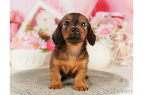 成約済の千葉県のミニチュアダックスフンド(ロングヘアード)-318129の5枚目