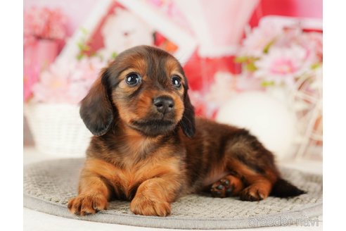 成約済の千葉県のミニチュアダックスフンド(ロングヘアード)-318129の2枚目