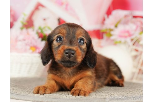 成約済の千葉県のミニチュアダックスフンド(ロングヘアード)-318129の3枚目