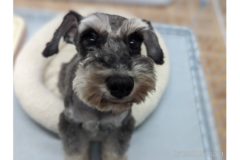 成約済の東京都のミニチュアシュナウザー-318138の6枚目