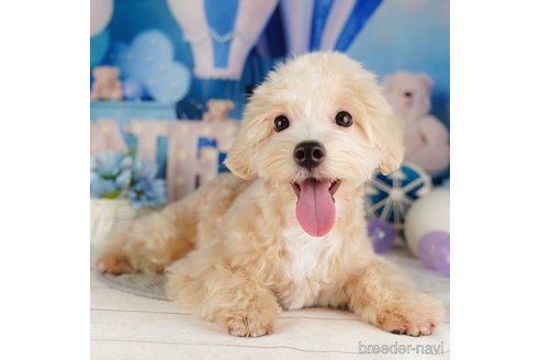 成約済の千葉県のマルプー:マルチーズ×トイプードル-318135の1枚目