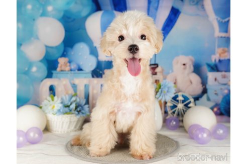 成約済の千葉県のマルプー:マルチーズ×トイプードル-318135の3枚目