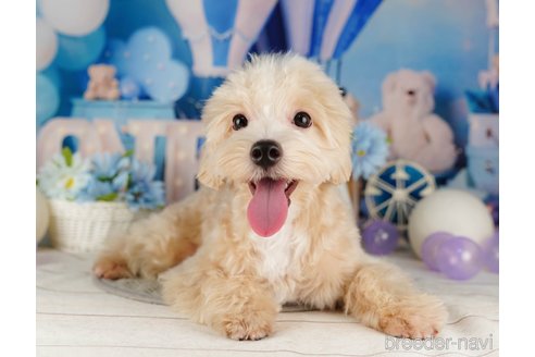 成約済の千葉県のマルプー:マルチーズ×トイプードル-318135の4枚目