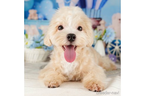 成約済の千葉県のマルプー:マルチーズ×トイプードル-318135の2枚目