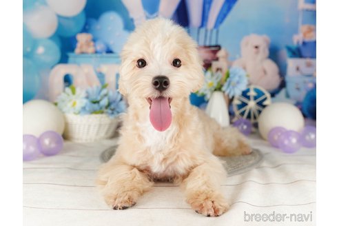 成約済の千葉県のマルプー:マルチーズ×トイプードル-318135の5枚目