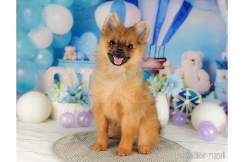 成約済の千葉県のポメラニアン-318137の3枚目