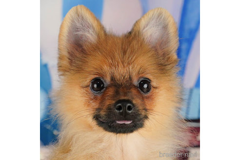 成約済の千葉県のポメラニアン-318137の1枚目