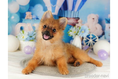 成約済の千葉県のポメラニアン-318137の4枚目