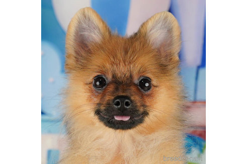 成約済の千葉県のポメラニアン-318137の5枚目
