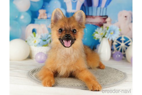 成約済の千葉県のポメラニアン-318137の2枚目