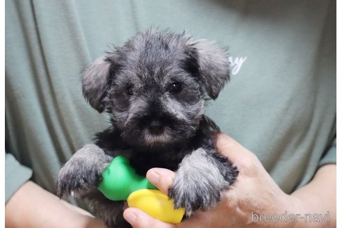 成約済の静岡県のミニチュアシュナウザー-316443の7枚目