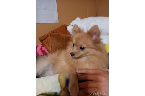 きなこちゃん1枚目