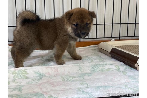 成約済の岡山県の柴犬-318175の2枚目