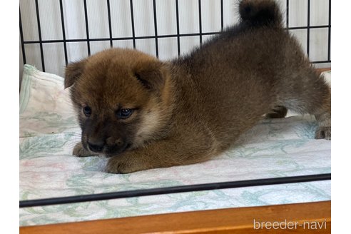 成約済の岡山県の柴犬-318175の5枚目