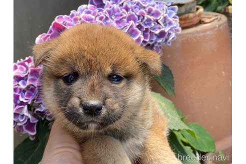 成約済の岡山県の柴犬-318175の1枚目