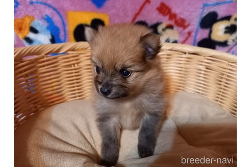 成約済の福岡県のポメラニアン-318173の14枚目
