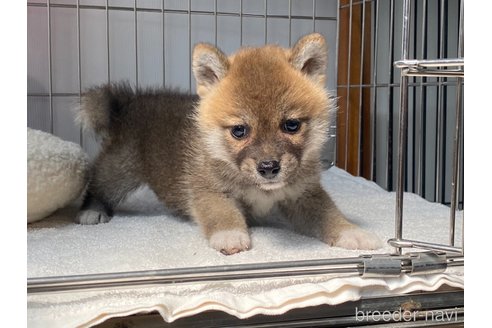 成約済の岡山県の柴犬-318179の2枚目