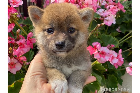 成約済の岡山県の柴犬-318179の1枚目