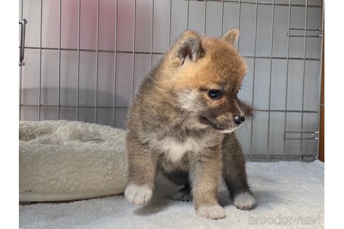 成約済の岡山県の柴犬-318179の3枚目