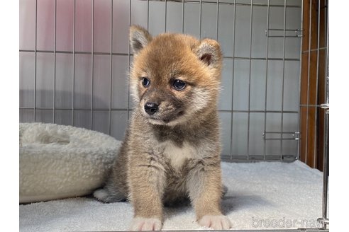 成約済の岡山県の柴犬-318179の4枚目