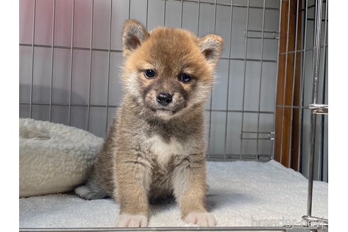 成約済の岡山県の柴犬-318179の5枚目