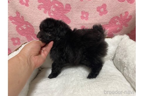 成約済の岡山県のタイニープードル-318198の2枚目