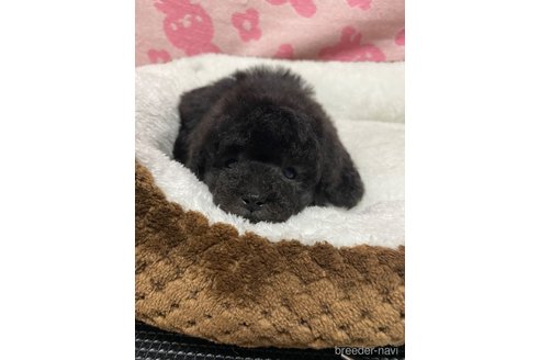 成約済の岡山県のタイニープードル-318198の1枚目