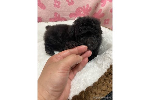 成約済の岡山県のトイプードル-318201の6枚目