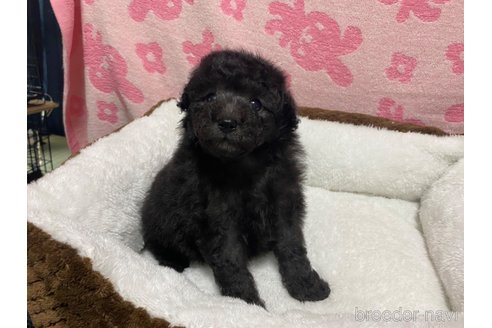 成約済の岡山県のトイプードル-318199の5枚目