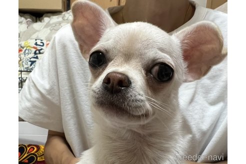 成約済の千葉県のチワワ(スムースコート)-297354の13枚目