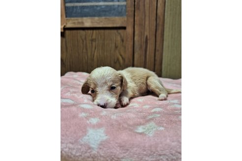 成約済の神奈川県のミックス犬-318208の5枚目