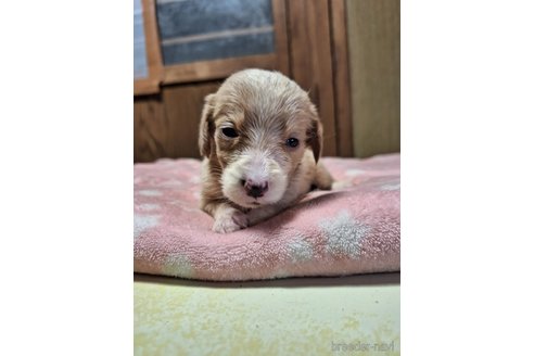 成約済の神奈川県のミックス犬-318208の3枚目