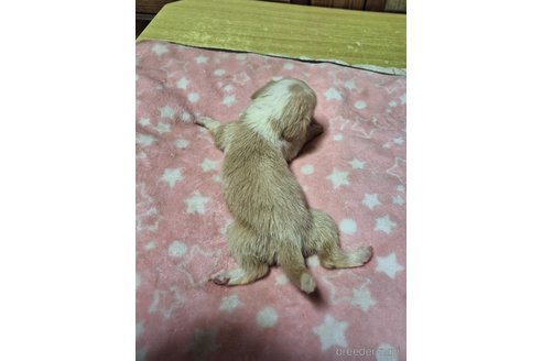 成約済の神奈川県のミックス犬-318208の2枚目