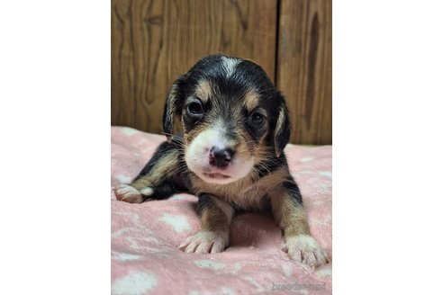 成約済の神奈川県のミックス犬-318211の6枚目