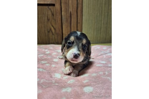 成約済の神奈川県のミックス犬-318211の5枚目