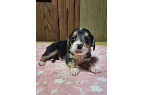 成約済の神奈川県のミックス犬-318211の3枚目