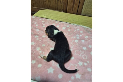 成約済の神奈川県のミックス犬-318211の2枚目