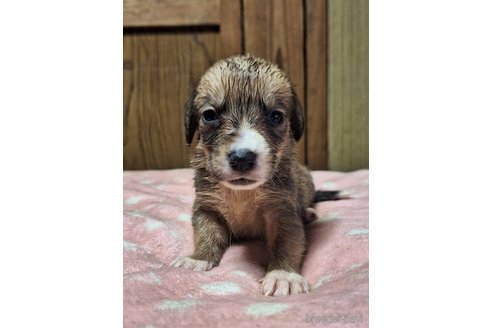 成約済の神奈川県のミックス犬-318215の6枚目